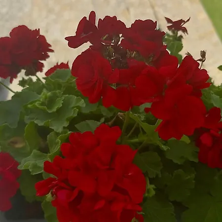 Ξενοδοχείο Krial